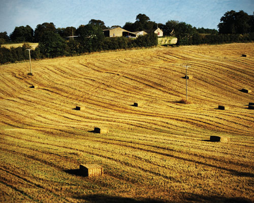 Growing farmland has increased biodiversity loss. Credit: Stuart Black