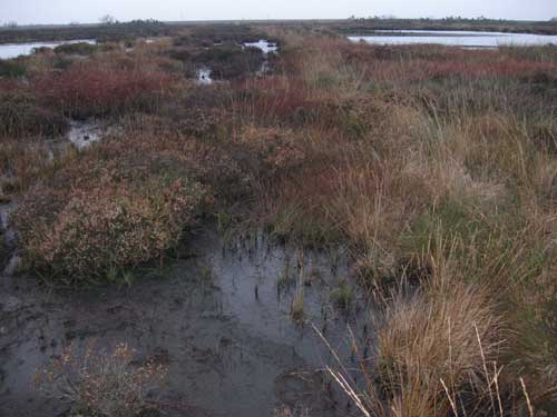 Fannyside Muir (Image Credit: North Lanarkshire CC)
