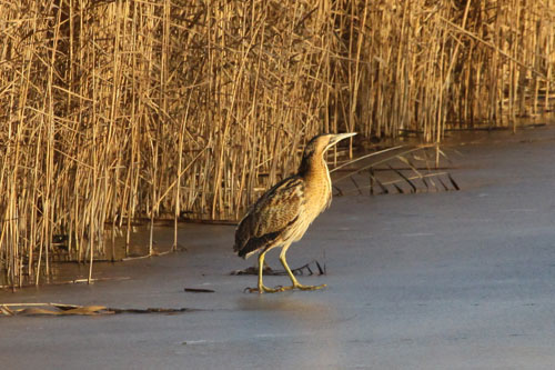 Bitterns: on the "red list" of endangered species (Image credit: Tarmac Ltd)