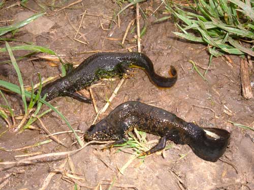 Great crested newts: often a hurdle at mineral sites (Image credit: Atkins)