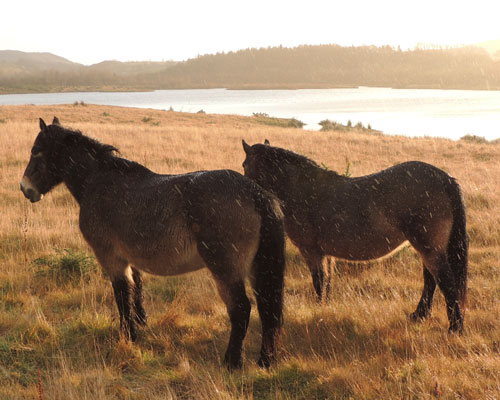 Exmoor ponies Patience and Ryburn to gaze on Branton Nature Conservation Area. Credit: Cemex