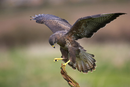 Common Buzzard: found on 27% of CEMEX sites (Image credit: Steve Knell)