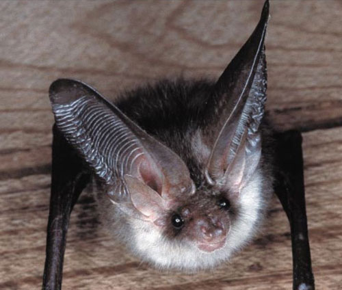 Brown long eared bat (credit Tarmac)