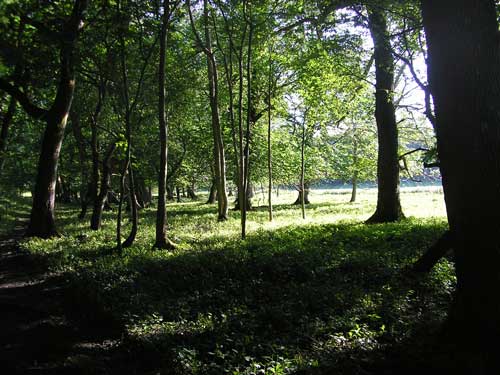 Natura 2000: UK now has 613 special areas of conservation covering more than 2.5 million hectares (Image credit: Johan Jonsson)