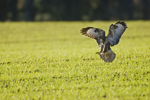 Survey shows quarries support birds such as buzzards