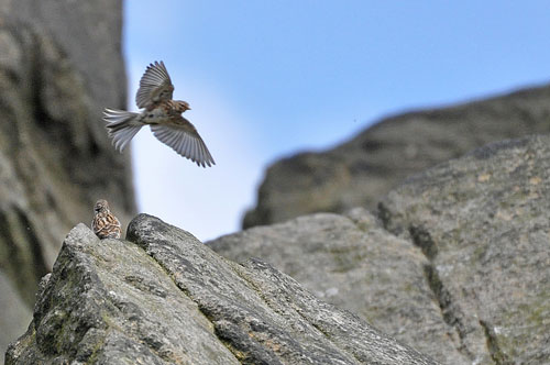 The twite, a small finch that is similar to the sparrow