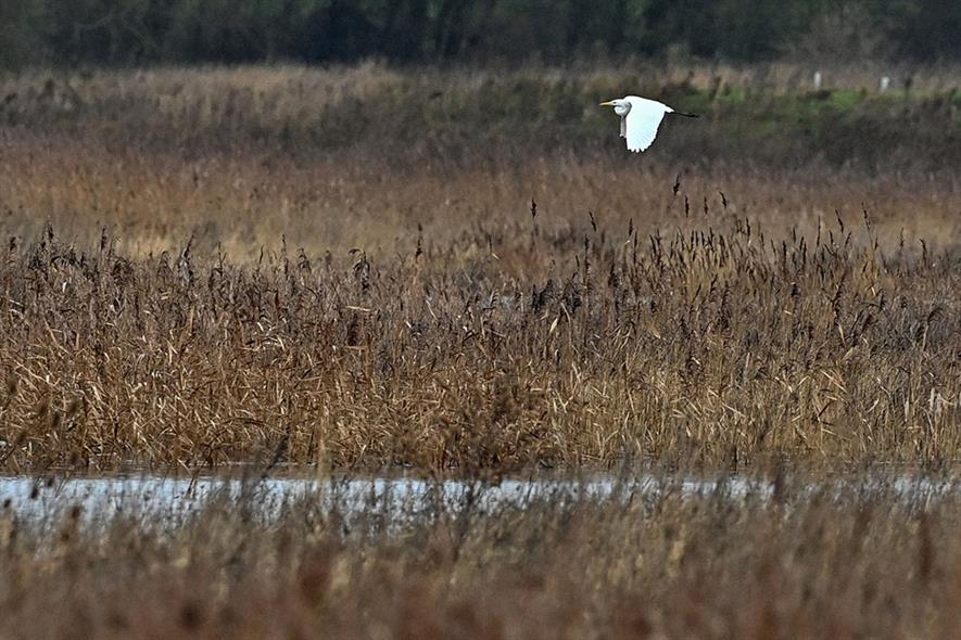 Restored quarry at Ouse Fen Reserve, Cambridgeshire: consultation recognises minerals industry’s biodiversity contribution but stops short of exemptions. Photograph: Justin Tallis/Getty Images