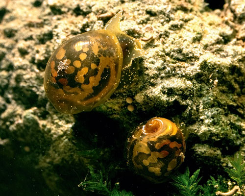 Decline in freshwaters threaten formerly plentiful species such as the glutinous snail. Credit: Roy Anderson