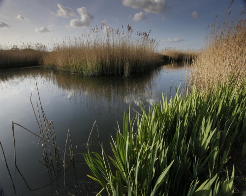Middleton Lakes RSPB reserve reedbed in Staffordshire. Picture Andy Hay/RSPB