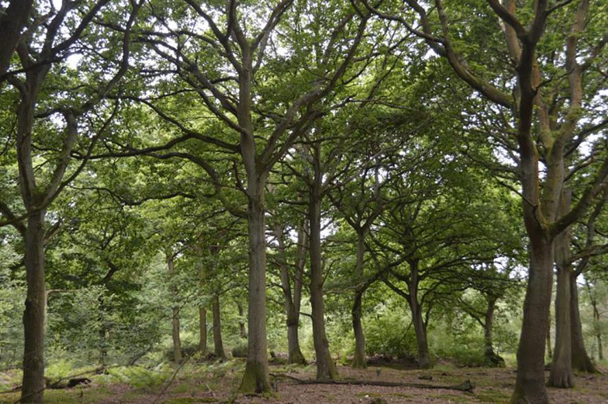 Tarmac plans to expand King’s Wood and Rushmere National Nature Reserve in Bedfordshire to 191 hectares