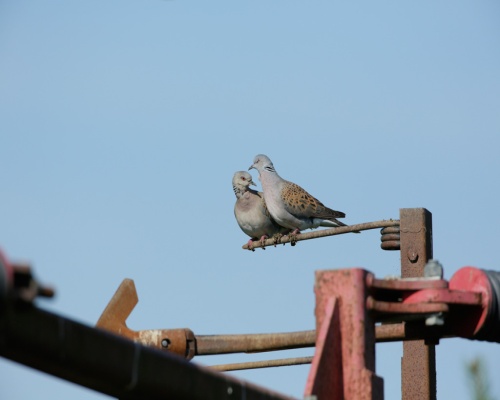 Turtle dove Streptopelia turtur, on agricultural machinery in Essex. Picture: Andy Hay
