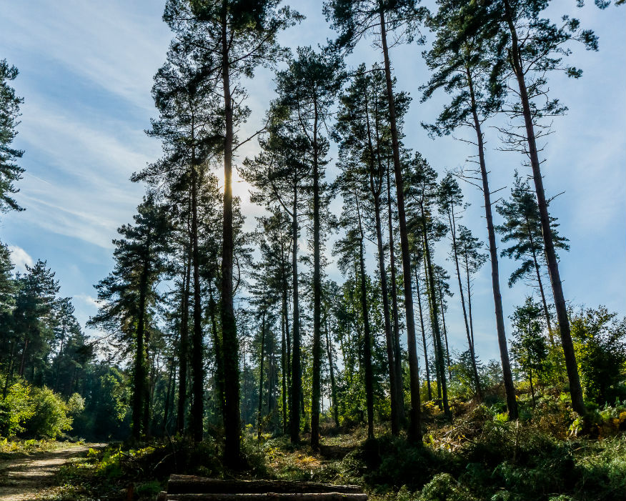 Brickworth quarry is surrounded by ancient woodland. Picture: B Lee/WTML
