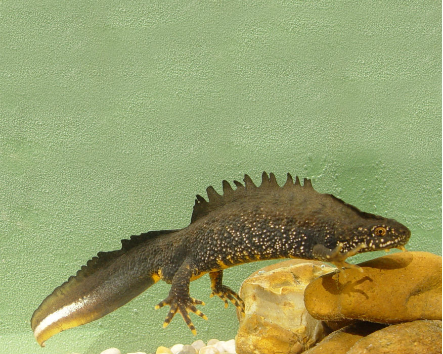 Helping the homeless: male great crested newt. Picture: Jim Foster/Natural England