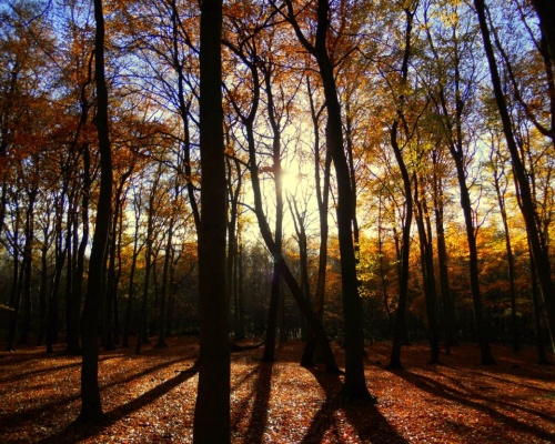 Ancient Hopwas Woods is safe thanks to Lafarge Tarmac negotiations. Picture: James Broad
