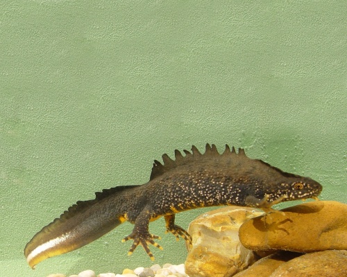 The male great crested newt. Picture Jim Foster/Natural England