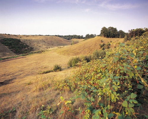Sandy Heath quarry after restoration. Picture Andy Hay/RSPB