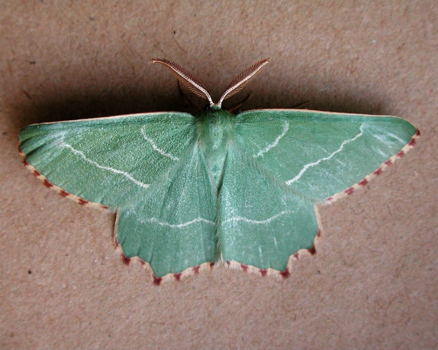 The Sussex emerald moth is unique to Dungeness. Picture: EDF