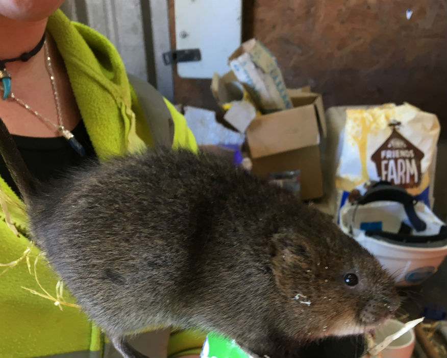 Home from home: water voles settle into temporary residence. Picture: Aggregate Industries