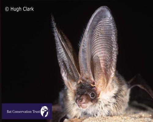 MPA supports vital bat conservation work. Picture: Hugh Clark/Bat Conservation Trust