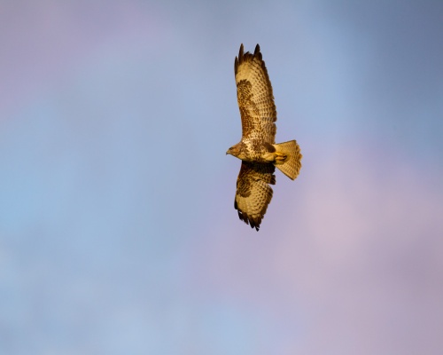 Rocky ledges, open spaces and grasses found at quarries attract buzzards. Picture: RSPB