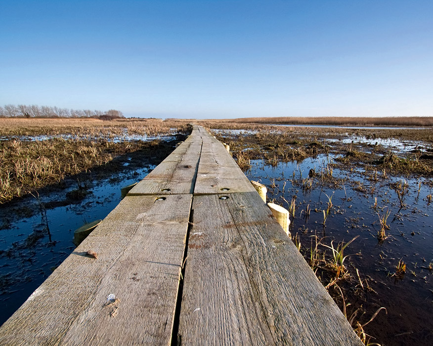 Coastal wetlands are central to reducing flood risk. Photograph: Chris Pole/123RF