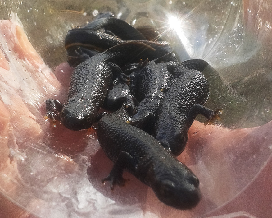 Working with ecologists has enabled Tarmac to take precautionary measures to protect newts. Photograph: Luke Gorman