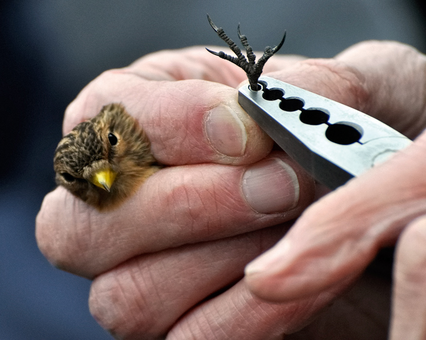 Tagging a twite: numbers are now on the rise. Photograph: Cemex UK/David Hatfull