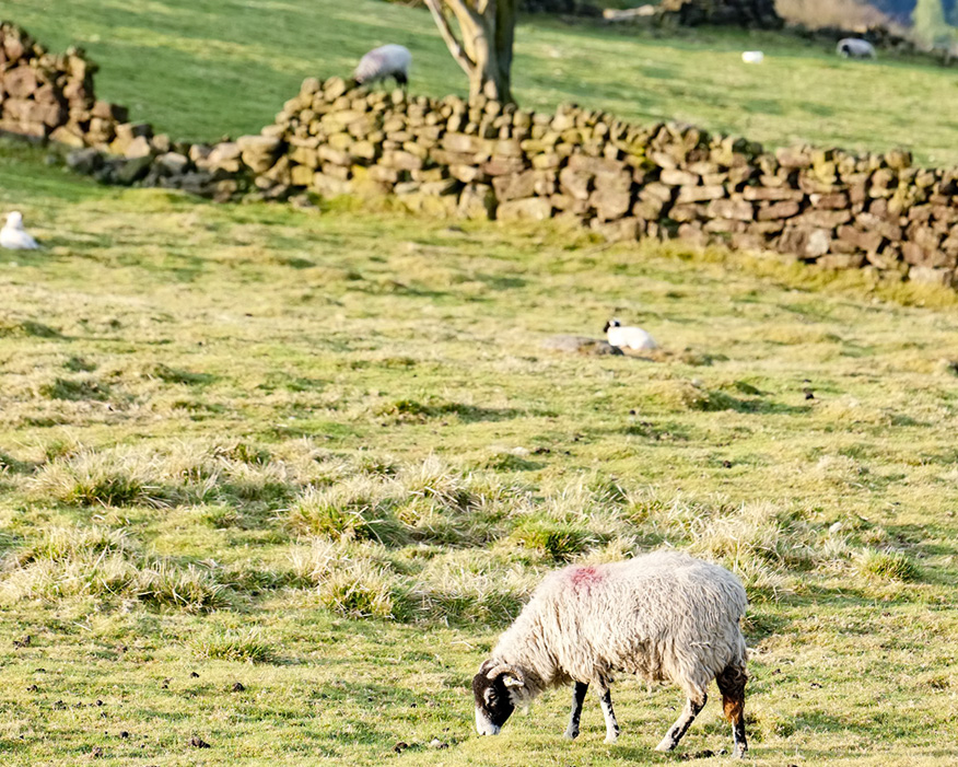 The mine will be located within North Yorkshire Moors National Park and connected to Redcar. Photograph: Richard Semik/123RF