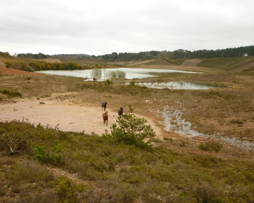 Restoration at Aggregate Industries's Blackhill site in Devon aims to turn the quarry into heathland. Credit: Aggregate Industries