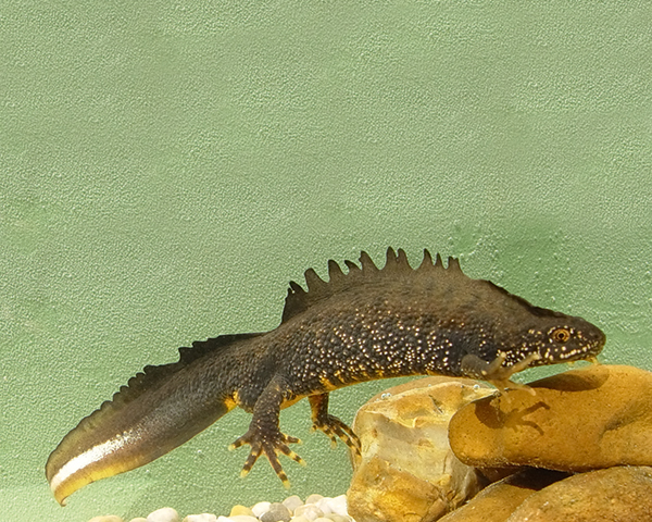 Protected species: great crested newt. Photograph: Jim Foster/Natural England