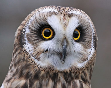 Short-eared owls can be found at the quarry (credit: Tim Harvey)