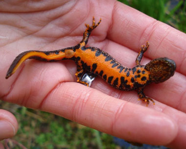 The habitat of newts can extend up to 500 metres from their breeding ponds (credit: Atkins)