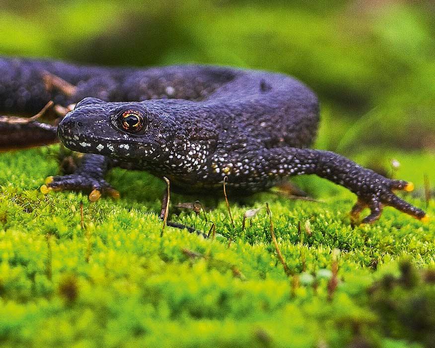 New DNA test helps detect great crested newts (photograph: LUC)