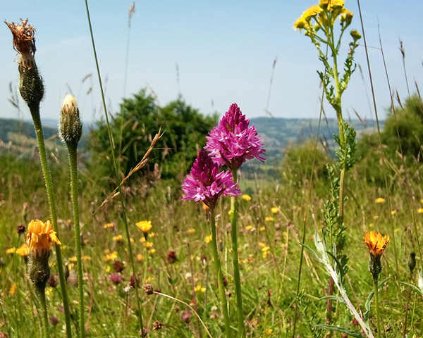 Former quarry at Brown’s Folly near Bristol is now a nature reserve with nine species of orchid. Photograph: J Middleton