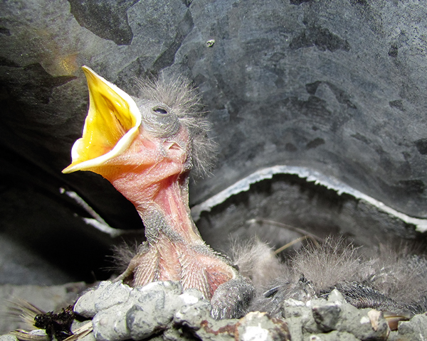 Photo competition winner: swallows nesting in a power shed in Tarmac’s Dry Rigg quarry, Yorkshire. Photograph: Michael Cardus/MPA