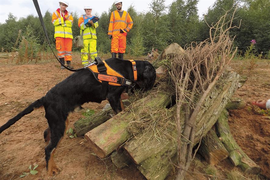 Rocky searches for great crested newts in natural habitat during the field trial at Crown Farm quarry. Photograph: Wagtail UK