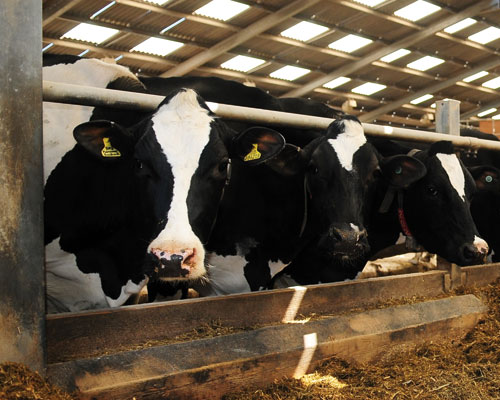 Cows. Credit: University of Nottingham