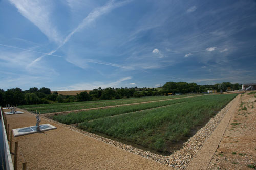 Water: vertical flow reed bed shortly after planting (Image credit: ARM Ltd)