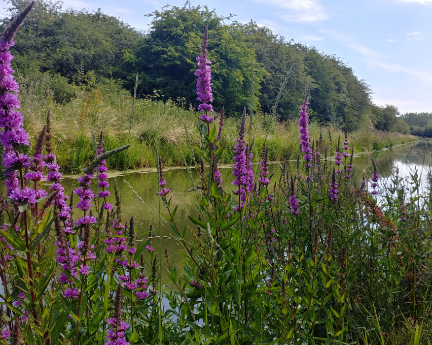 Biffa granted Wilts & Berks Canal Trust a 125-year lease. Picture: Biffa