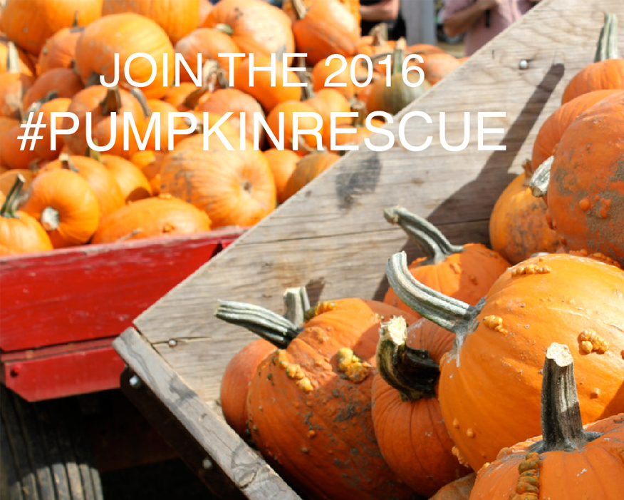 Pumpkins are not just for decoration. Photograph: Hubbub/Lawrence Carlos