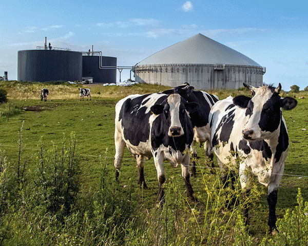 Livestock emissions account for 14.5% of total anthropogenic GHG emissions globally. Photograph: WBA