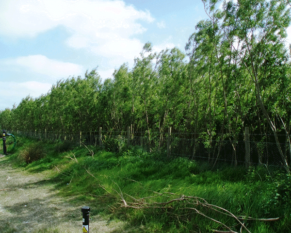Willows grow quickly and need a lot of water. Photograph: OTT Hydrometry