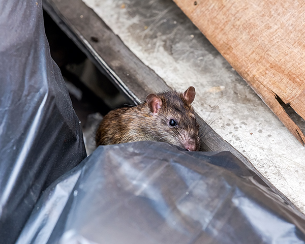 Rats were found to be attracted to excess waste. Photo:Chanawat Phadwichit/123RF