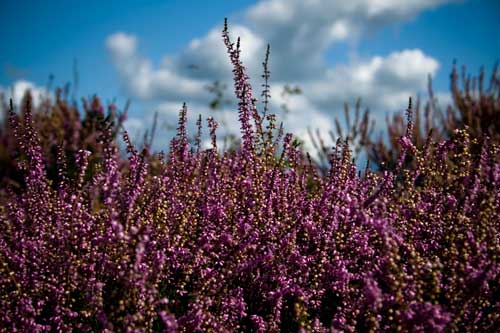 South East of England regional strategy to be abolished with heaths exception