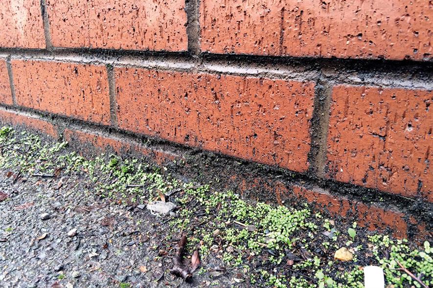 Weeds: councils looking for cost-effective treatments - image: HW