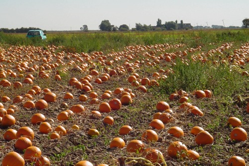 Pumpkins ready for harvest - image: David Bowman