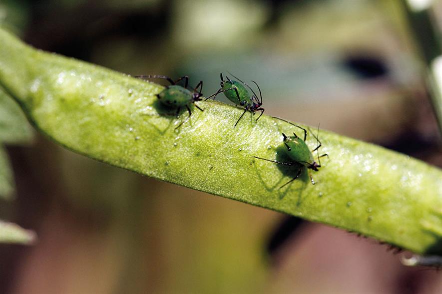 Light reflection attracts aphids to infected plants HortWeek