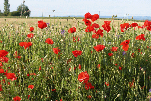 Souvenir: among the latest poppy mixes to be released by Euroflor - image: Euroflor