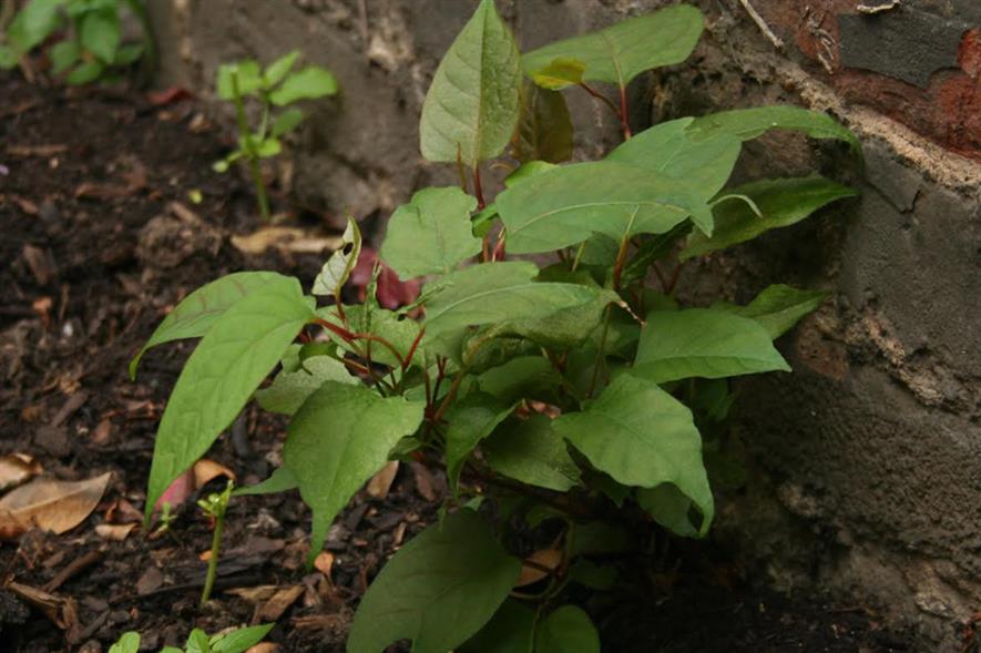 Invasives: fine for homeowners