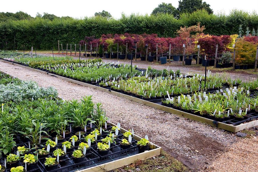 Coolings Nurseries - credit: HW